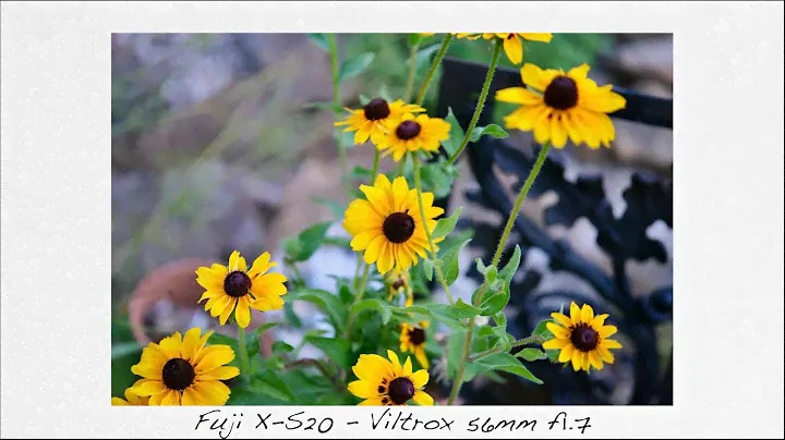 Viltrox 56mm f1.7 Fuji Review - Way Better Than It Needed to Be!
